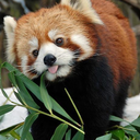 redpandaswarm avatar