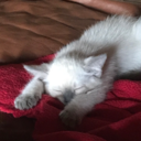 redrobinhoodrat avatar