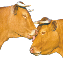 redstarlesbian avatar