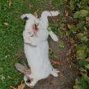 referenceimagea avatar