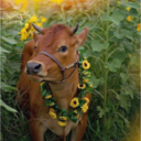 refinedsensuality avatar