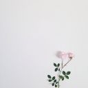 remodelling-of-a-book avatar