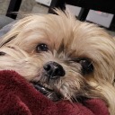 reninisancestudios avatar