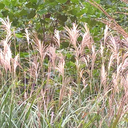 reservedhippie avatar