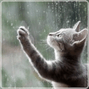 restless-disciple avatar