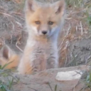 retiredchildsoldier avatar