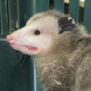 reverseopossum avatar