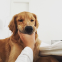 revolution-ary avatar