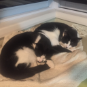 revolutionarykiwi avatar