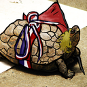 revolutionaryturtle avatar