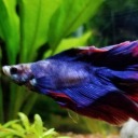 rhodeythebetta avatar