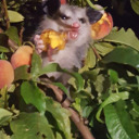 richiestrashcan avatar