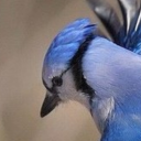 ricochetbluejay avatar