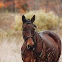 riding-the-whale avatar