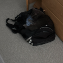 righteous-maximus avatar