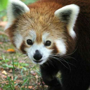 rileyredpanda avatar