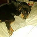 risingrevolts avatar