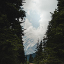 risingthrutherainierfog avatar