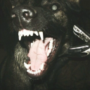 road-kill-dog avatar