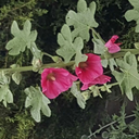 robinine-blog avatar