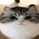 robloxgamerfan135 avatar