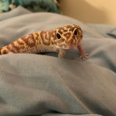 rocketshiptoes avatar