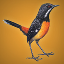 rockjumperbirdingtours avatar