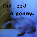 rodents-with-attitude avatar