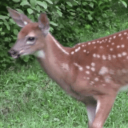 romanticlittlething avatar