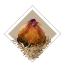 roostingwindow avatar