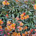 rosabellebelieve avatar