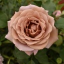 rosegroveyard avatar