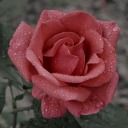 roses-and-rainfall avatar