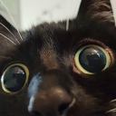 roses-and-roses avatar