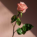 rosesforromance avatar