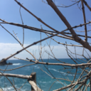 rossocomesangue avatar