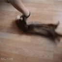 rotatingferret avatar