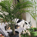 roughstuffpunk avatar