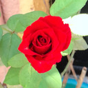 roxas-reblogs avatar