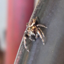 royalbookerly avatar