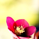 rubyhellebore avatar