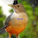 rufous-bellied-thrush-in-top-hat avatar