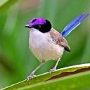 rugletthewren avatar