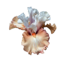 ruinedxreverie avatar