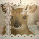 runasulienadanika avatar