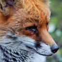 runningwiththefox avatar