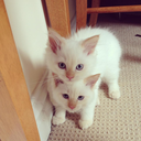 rupertandpenny avatar