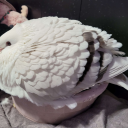 s0ulfulsapph1c avatar