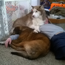 sachiisoldandtired avatar