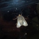 sacred-chiroptera avatar